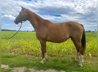 Hanoverian, Mare, 13 years, 16,2 hh, Chestnut-Red