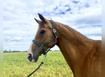 Hanoverian, Mare, 13 years, 16,2 hh, Chestnut-Red