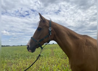 Hanoverian, Mare, 13 years, 16,2 hh, Chestnut-Red