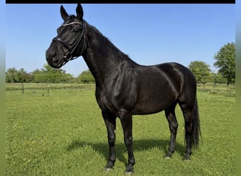 Hanoverian, Mare, 13 years, 16,3 hh, Black