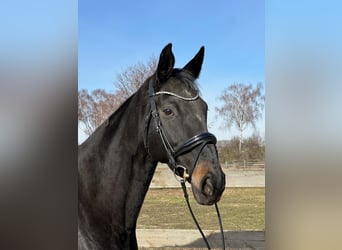 Hanoverian, Mare, 13 years, 17 hh, Bay-Dark