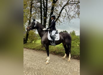 Hanoverian, Mare, 13 years, 17 hh, Bay-Dark