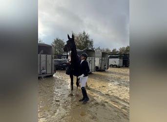 Hanoverian, Mare, 13 years, 17 hh, Bay-Dark