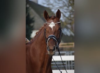 Hanoverian, Mare, 13 years, 17 hh, Chestnut