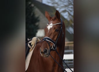 Hanoverian, Mare, 13 years, 17 hh, Chestnut