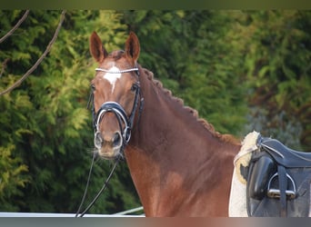 Hanoverian, Mare, 13 years, 17 hh, Chestnut