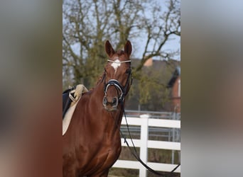 Hanoverian, Mare, 13 years, 17 hh, Chestnut