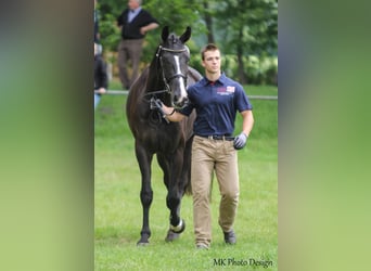 Hanoverian, Mare, 13 years, 17,1 hh, Black