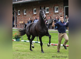 Hanoverian, Mare, 13 years, 17,1 hh, Black