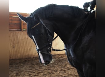 Hanoverian, Mare, 13 years, 17,1 hh, Black