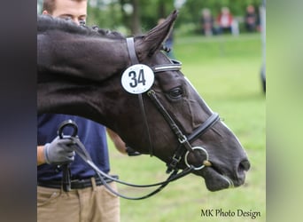 Hanoverian, Mare, 13 years, 17,1 hh, Black