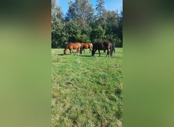 Hanoverian, Mare, 13 years, Brown