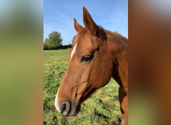 Hanoverian, Mare, 14 years, 15,3 hh