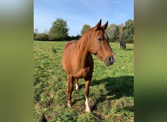 Hanoverian, Mare, 14 years, 15,3 hh