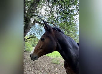 Hanoverian, Mare, 14 years, 16.1 hh, Brown