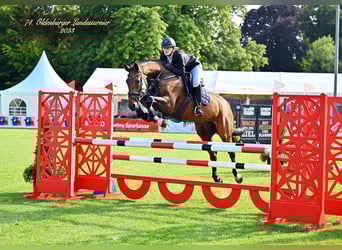Hanoverian, Mare, 14 years, 16.1 hh, Brown