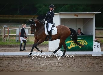 Hanoverian, Mare, 14 years, 16.1 hh, Brown