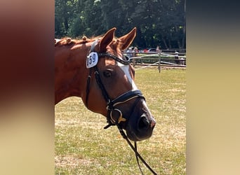 Hanoverian, Mare, 14 years, 16,1 hh, Chestnut-Red