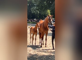 Hanoverian, Mare, 14 years, 16,1 hh, Chestnut-Red