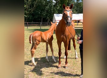 Hanoverian, Mare, 14 years, 16,1 hh, Chestnut-Red