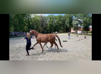 Hanoverian, Mare, 14 years, 16,1 hh, Chestnut-Red