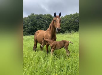 Hanoverian, Mare, 14 years, 16,1 hh, Chestnut-Red