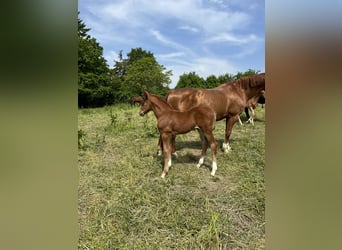 Hanoverian, Mare, 14 years, 16,1 hh, Chestnut-Red