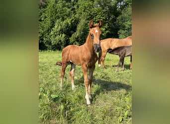 Hanoverian, Mare, 14 years, 16,1 hh, Chestnut-Red