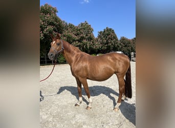 Hanoverian, Mare, 14 years, 16,1 hh, Chestnut-Red