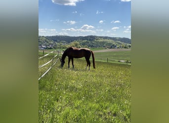 Hanoverian, Mare, 14 years, 16,1 hh, Chestnut-Red