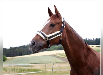 Hanoverian, Mare, 14 years, 16,1 hh, Chestnut-Red