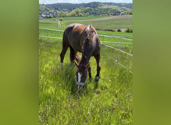 Hanoverian, Mare, 14 years, 16,1 hh, Chestnut-Red