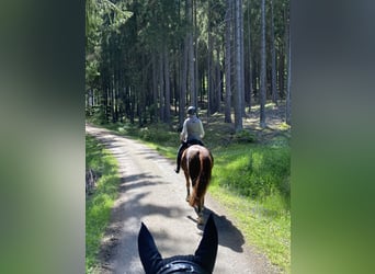 Hanoverian, Mare, 14 years, 16,1 hh, Chestnut-Red