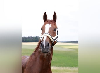 Hanoverian, Mare, 14 years, 16,1 hh, Chestnut-Red