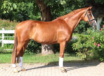 Hanoverian, Mare, 14 years, 16.1 hh, Chestnut-Red