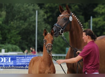 Hannoveraner, Stute, 14 Jahre, 16,2 hh, Dunkelfuchs