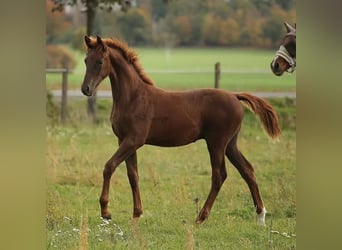 Hannoveraner, Stute, 14 Jahre, 16,2 hh, Dunkelfuchs