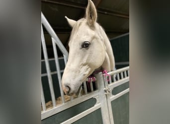 Hanoverian, Mare, 14 years, 16.2 hh, Grey-Fleabitten