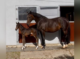 Hanoverian, Mare, 14 years, 16 hh, Bay-Dark