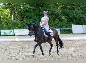 Hanoverian, Mare, 14 years, 16 hh, Bay-Dark