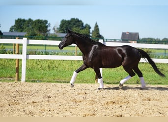 Hanoverian, Mare, 14 years, 16 hh, Black