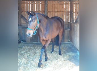 Hanoverian, Mare, 14 years, 16 hh, Brown