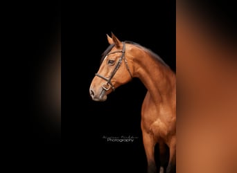 Hanoverian, Mare, 14 years, 16 hh, Brown
