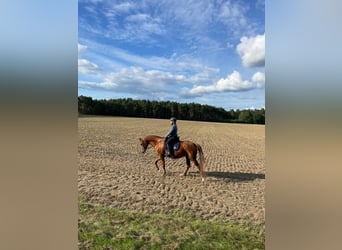 Hanoverian, Mare, 14 years, 16 hh, Chestnut-Red
