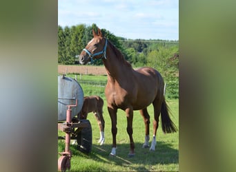 Hanoverian, Mare, 14 years, 16 hh, Chestnut-Red