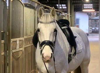 Hanoverian, Mare, 14 years, 16 hh, Gray