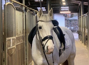 Hanoverian, Mare, 14 years, 16 hh, Gray