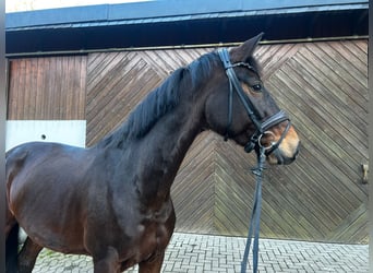 Hanoverian, Mare, 14 years, 16,1 hh, Bay-Dark