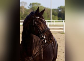 Hanoverian, Mare, 14 years, 16,1 hh, Black