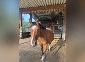 Hanoverian, Mare, 14 years, 16,1 hh, Brown-Light